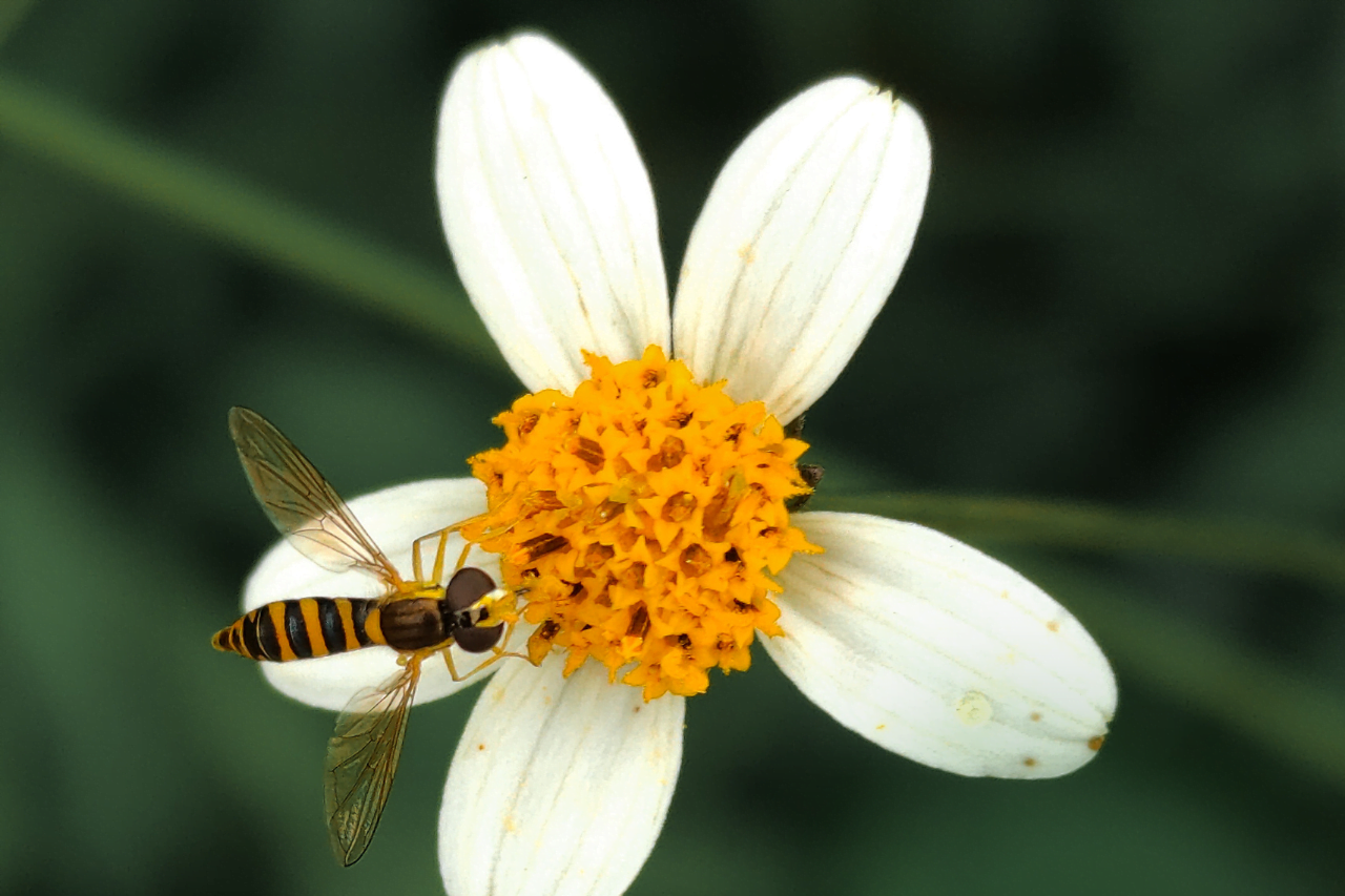 Blomma med bi som representerar biologiskt mångfald