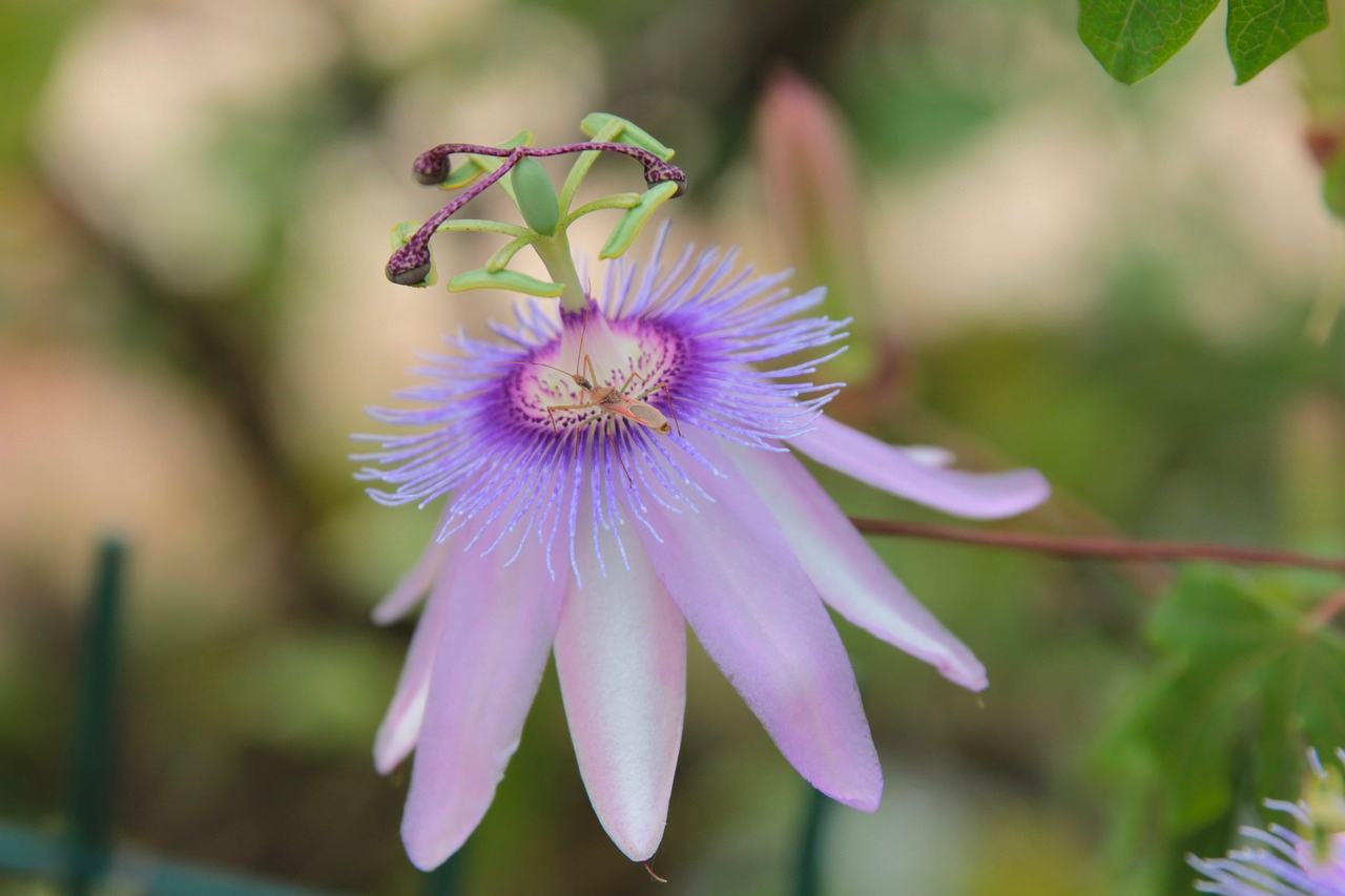 Närbild på en lila passionsblomma