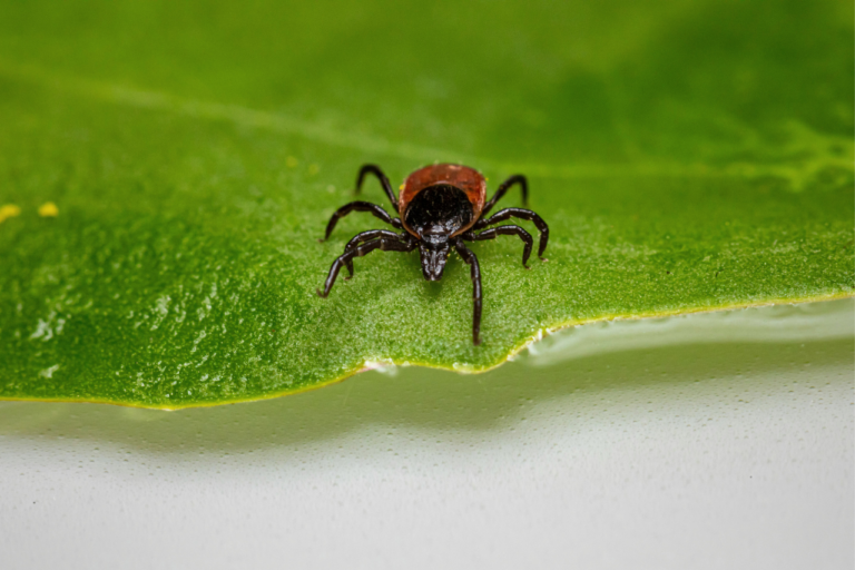 En fästing som kan ge borrelia
